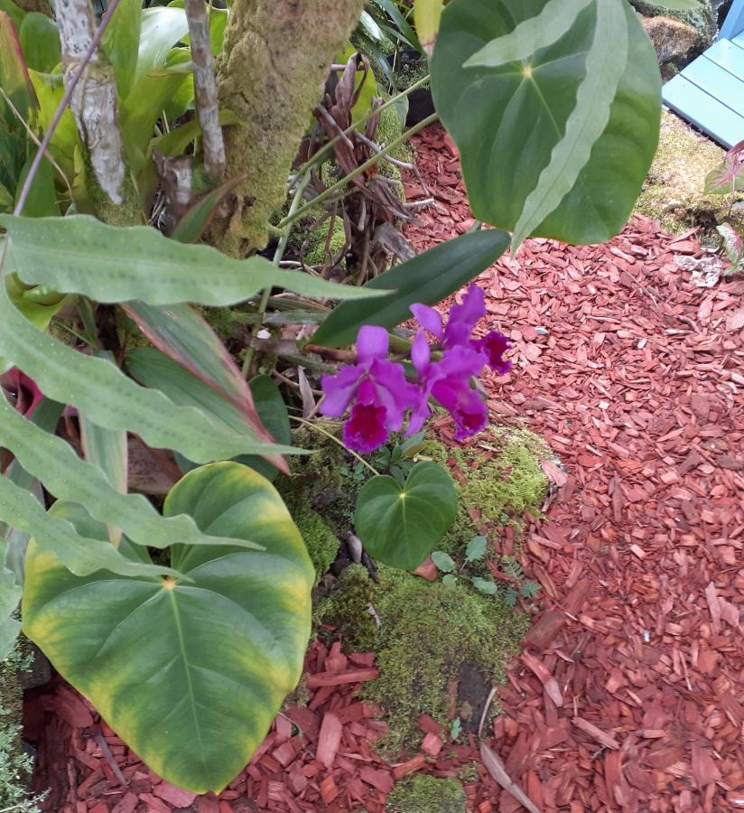 Paradise Cottage At Anthurium Hale Hilo Eksteriør billede